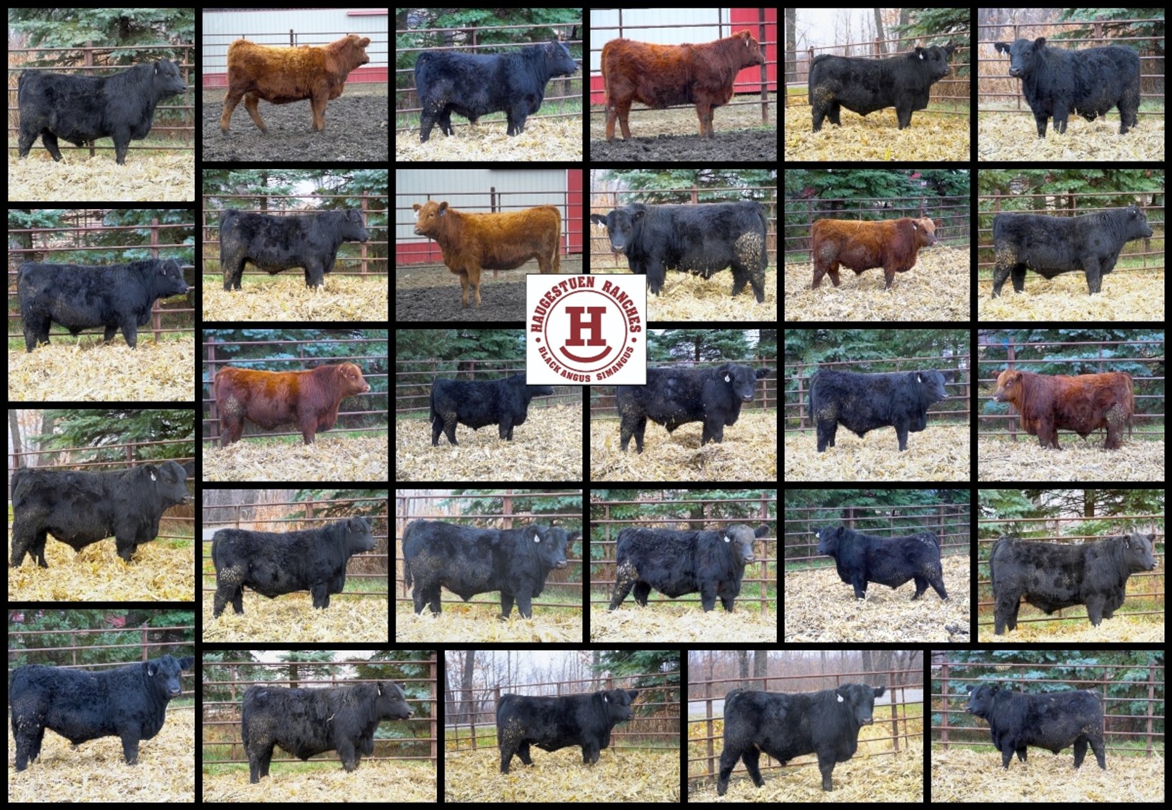 Image for 2024 Haugestuen Ranches Build Your Herd Auction