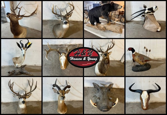 Image for Wildlife Mounts - Prairie Farm, WI