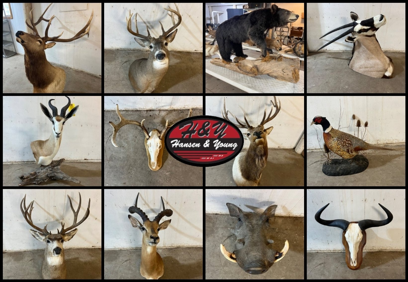 Image for Wildlife Mounts - Prairie Farm, WI