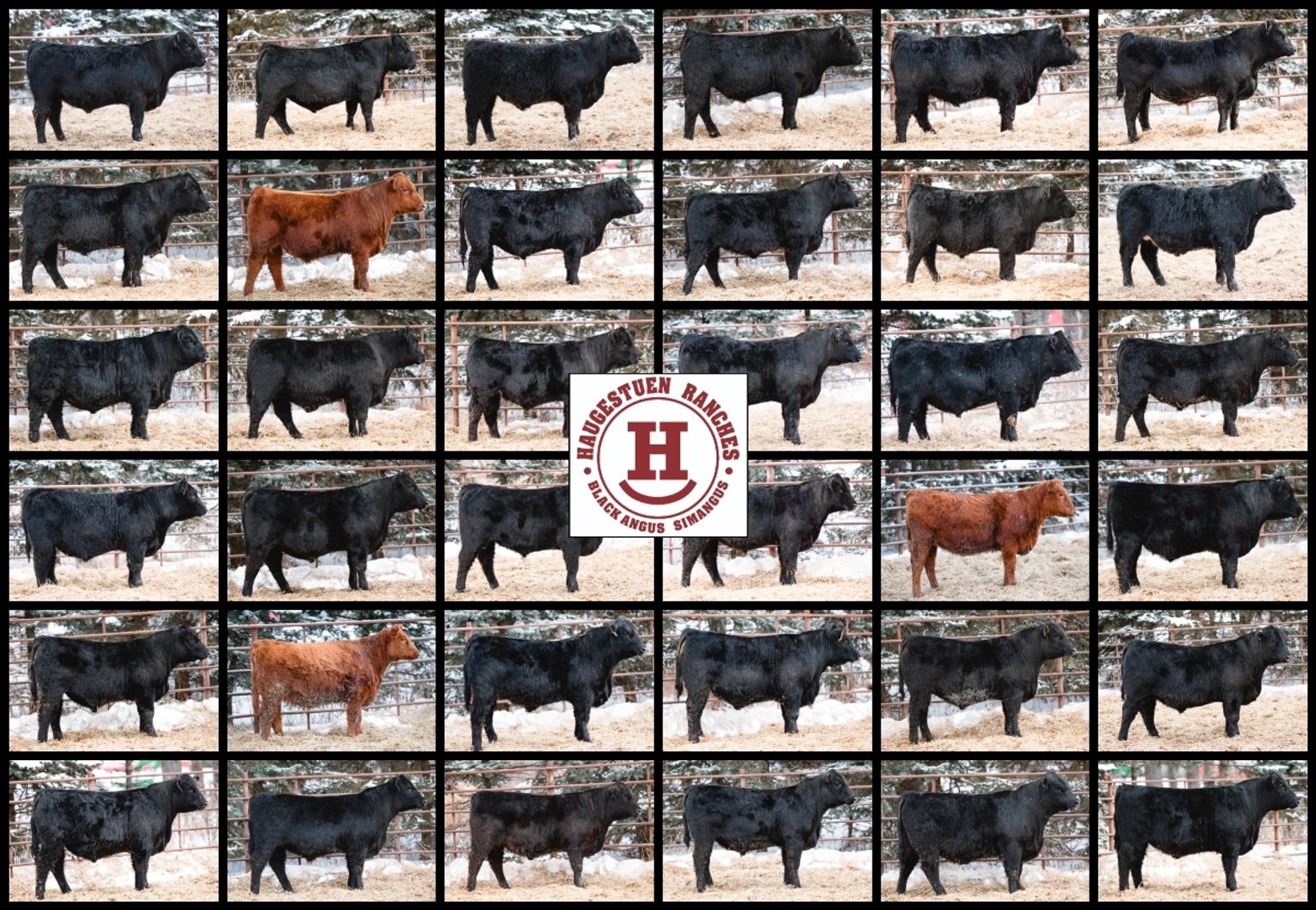 Image for 2025 Haugestuen Ranches Build Your Herd Auction