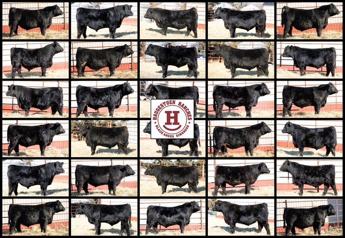 Image for 2026 Haugestuen Ranches Build Your Herd Auction