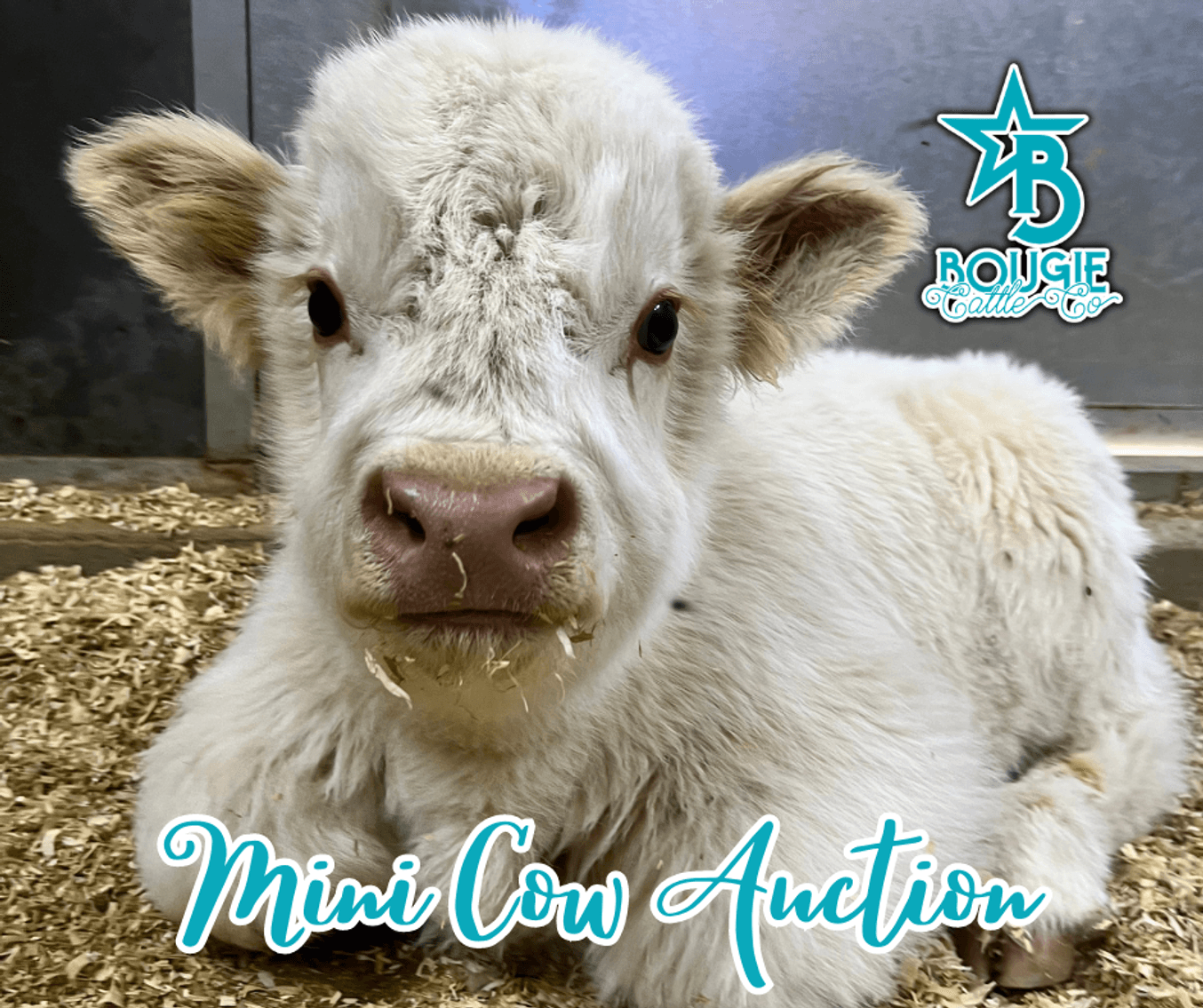 Image for Bougie Cattle Co Auction