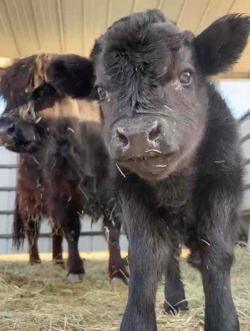 Image for San Bernardino County PRCA Rodeo Sponser Auction