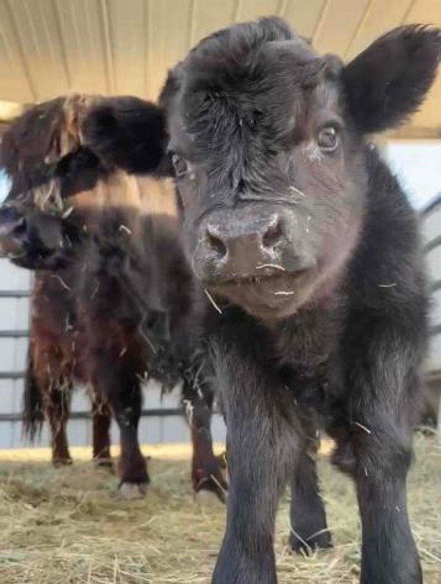 Image for San Bernardino County PRCA Rodeo Sponser Auction