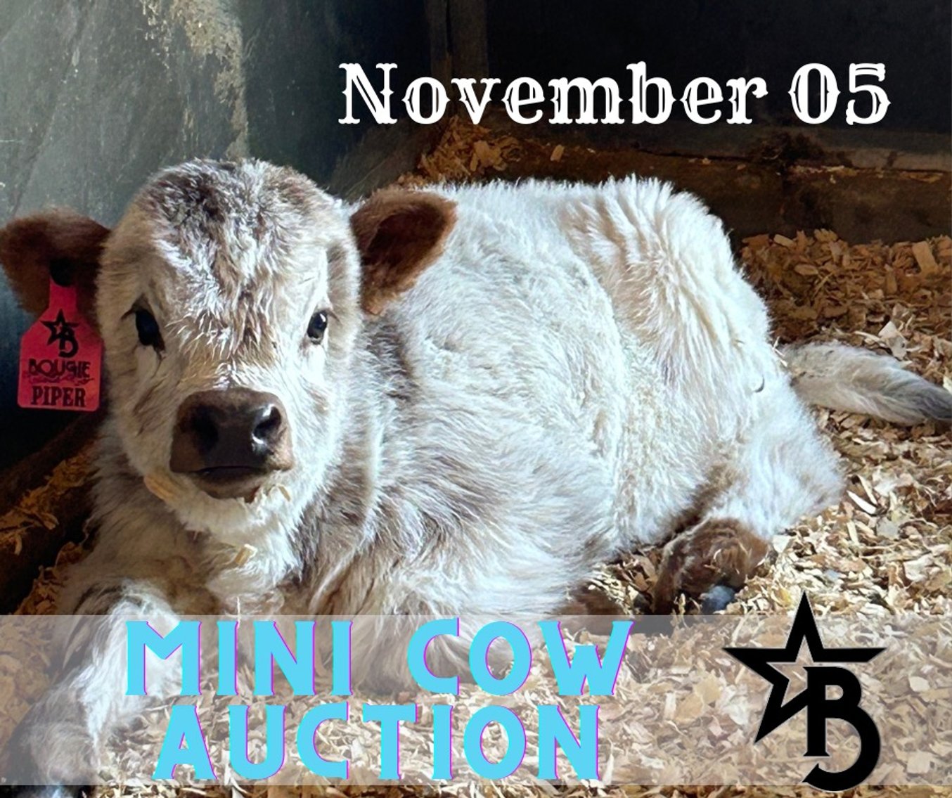Image for November Mini Cow Auction