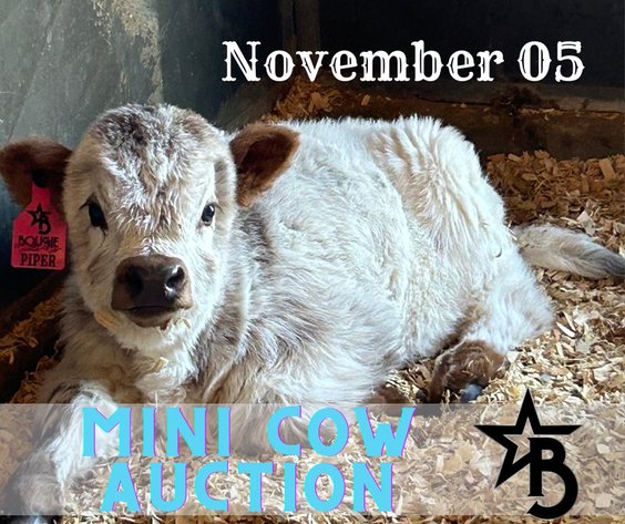 Image for November Mini Cow Auction