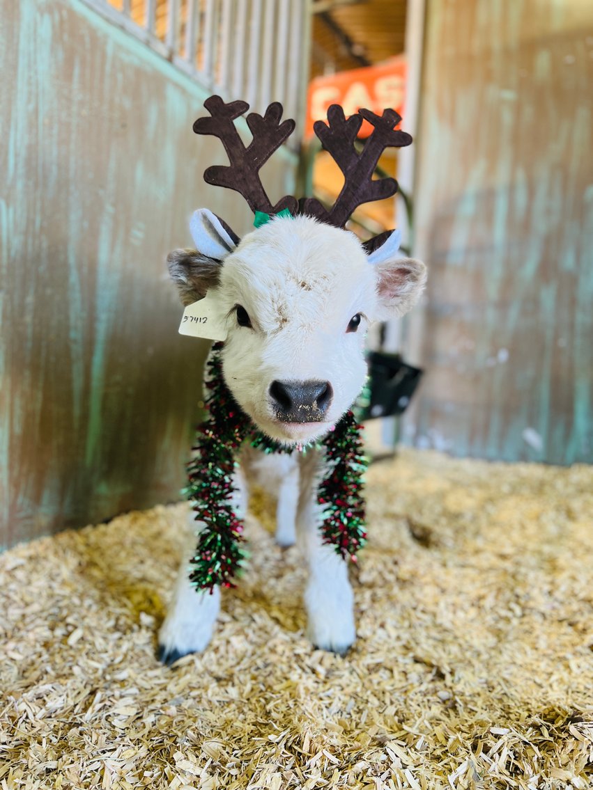 Image for A Special Mini Cow Christmas Sale