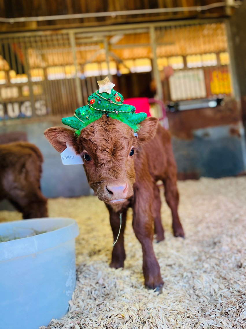 Image for A Special Mini Cow Christmas Sale