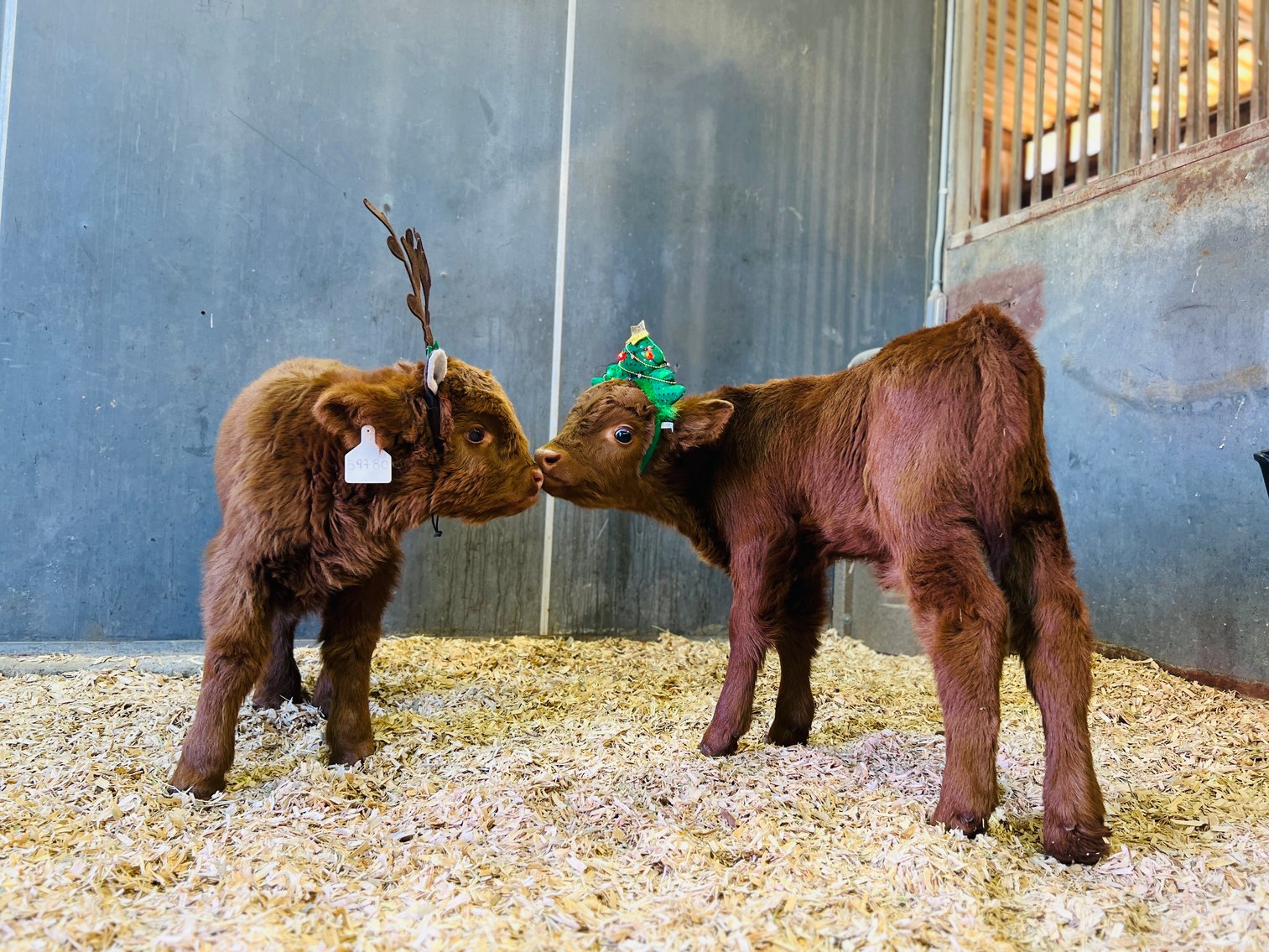 Image for A Special Mini Cow Christmas Sale