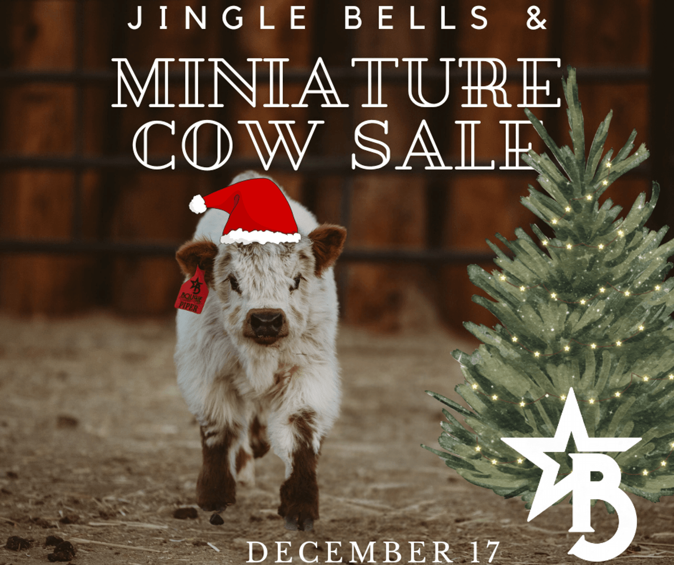 Image for A Special Mini Cow Christmas Sale