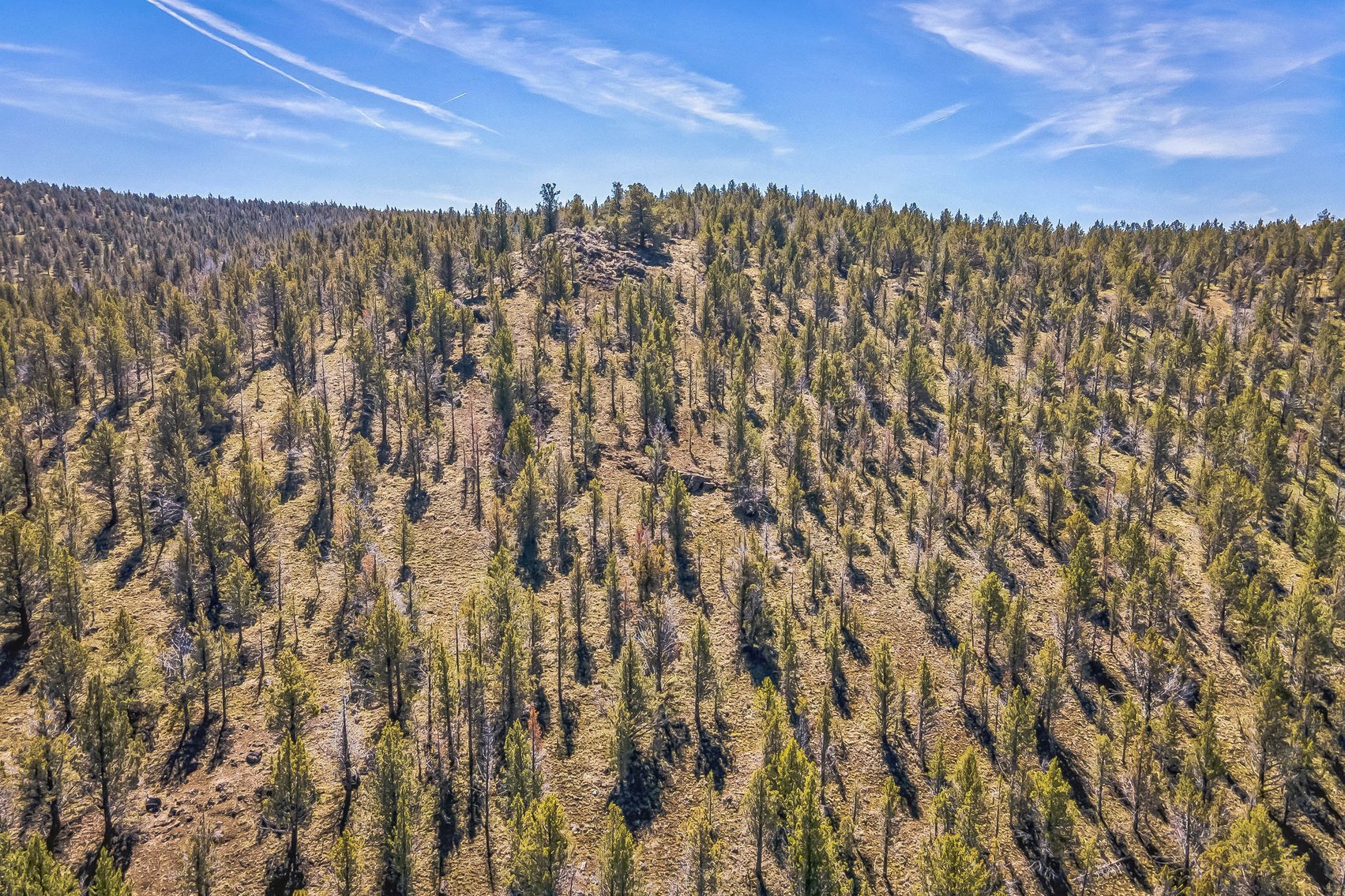 Image for Modoc Meadow