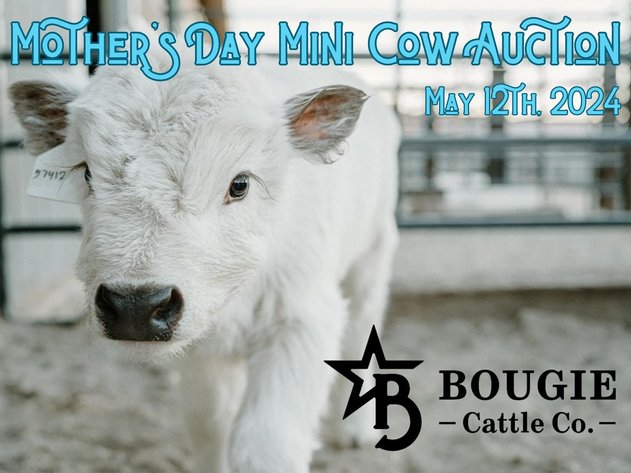 Image for Mother's Day Mini Cow Auction