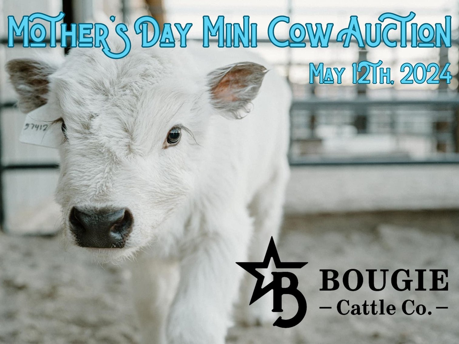 Image for Mother's Day Mini Cow Auction