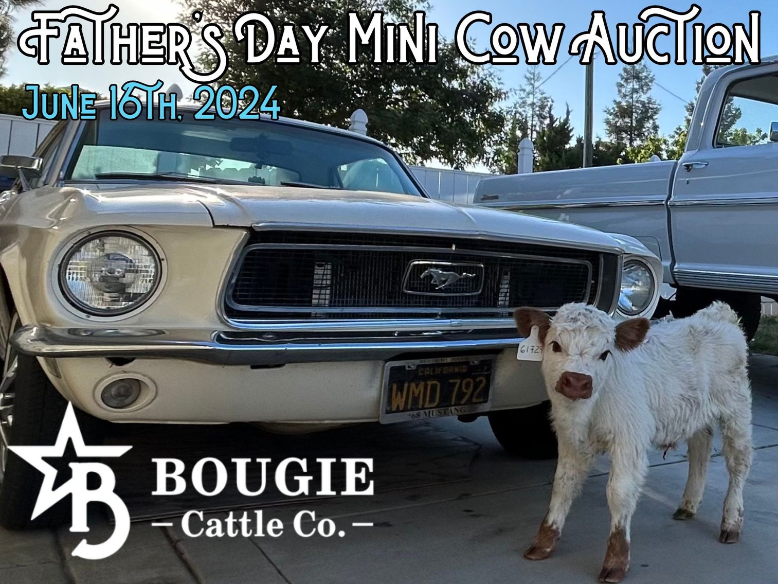 Image for Father's Day Mini Cow Auction