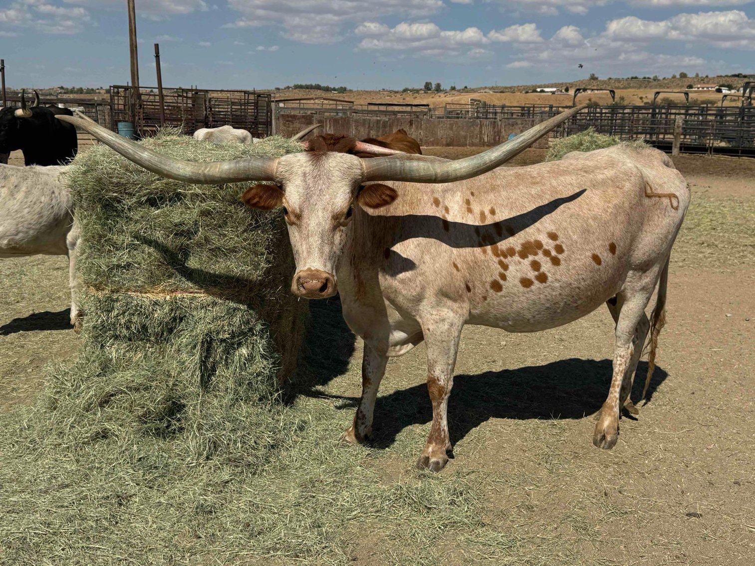 Image for Texas Longhorns Dispersal Sale!!  Nigerian Goats, Panels And More...