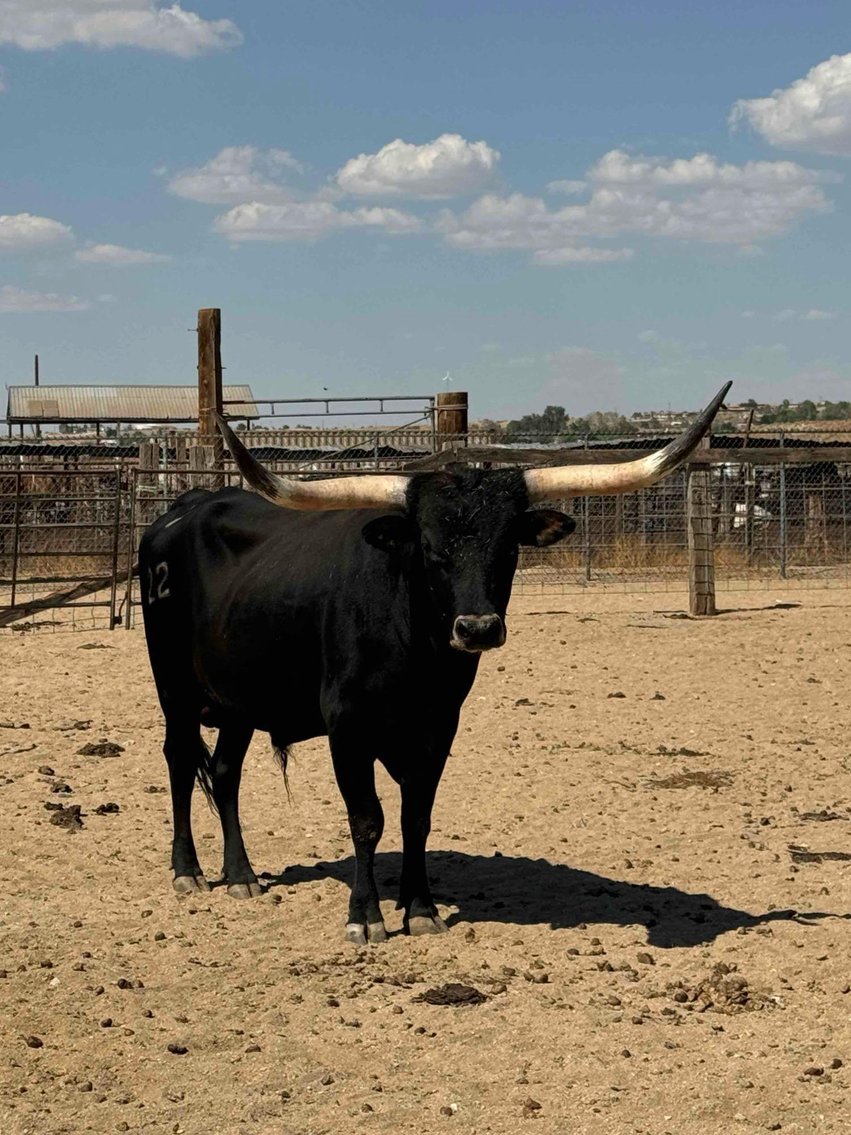 Image for Texas Longhorns Dispersal Sale!!  Nigerian Goats, Panels And More...