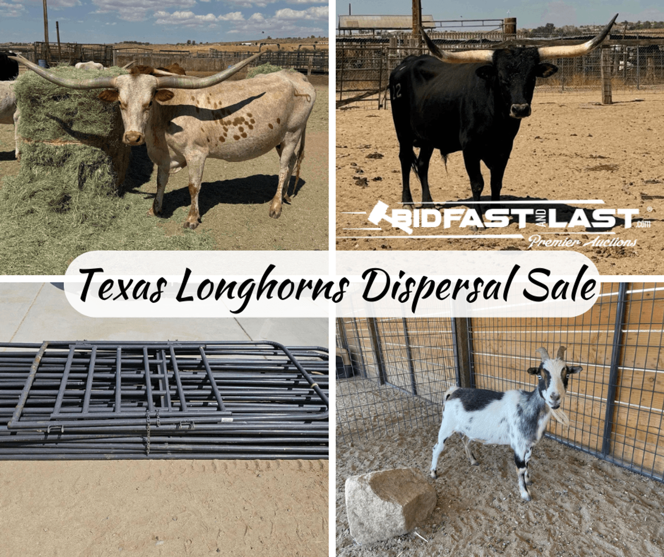 Image for Texas Longhorns Dispersal Sale!!  Nigerian Goats, Panels And More...