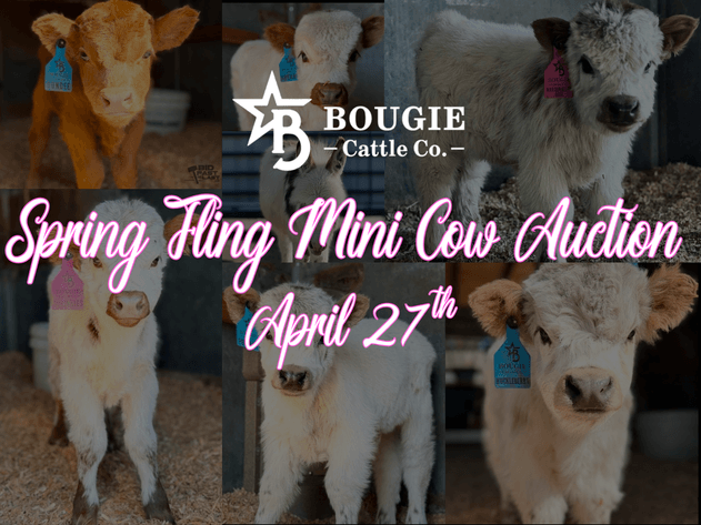 Image for Bougie Cattle Co Spring Fling Mini Cow Auction