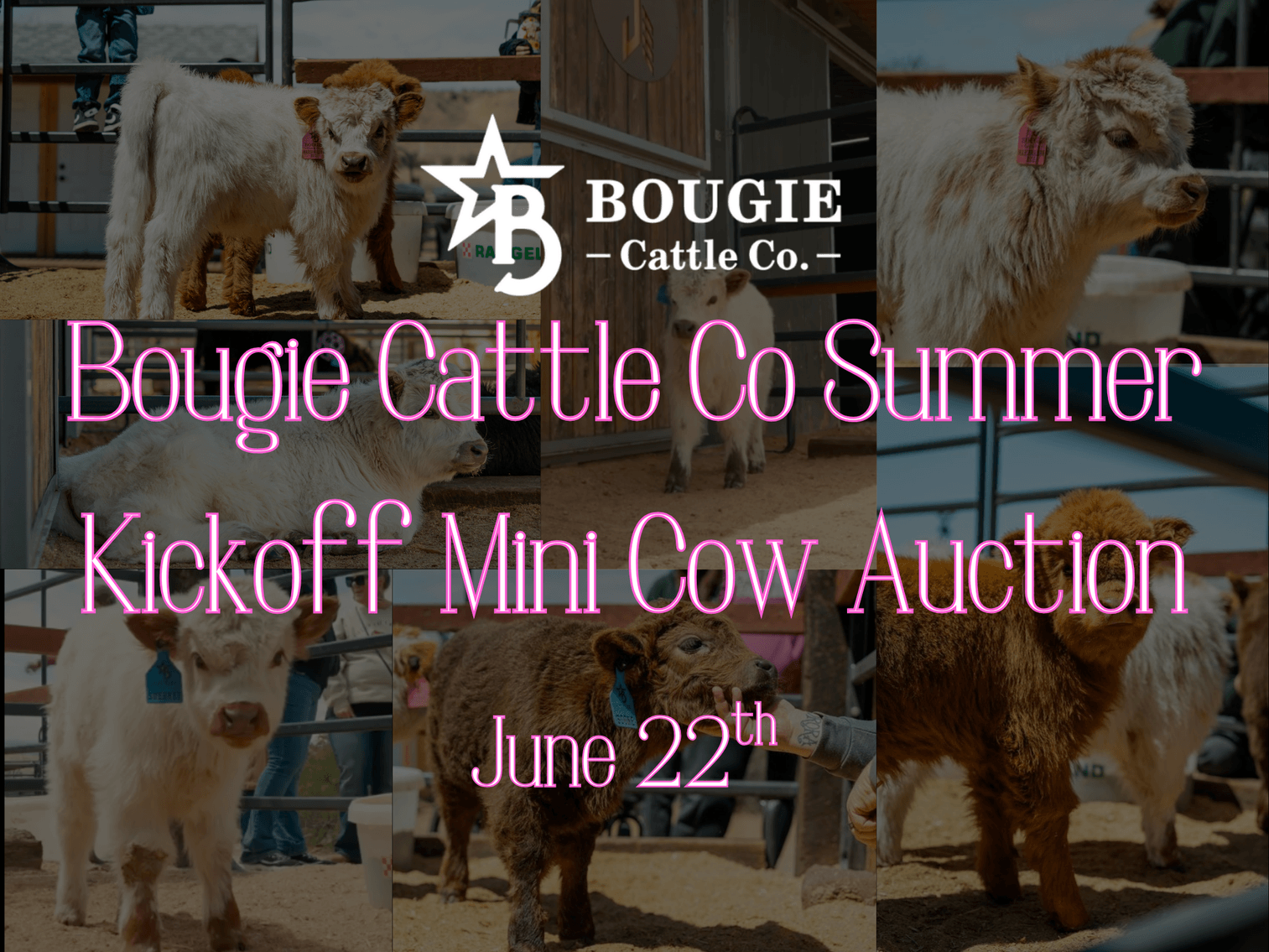 Image for Bougie Cattle Co Summer Kickoff Mini Cow Auction