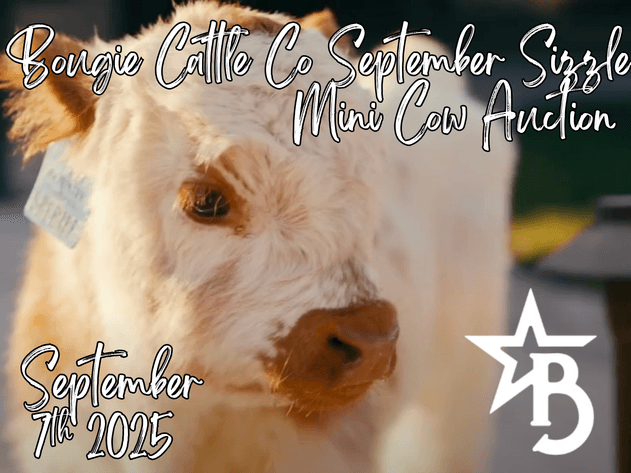 Image for Bougie Cattle Co September Sizzle Mini Cow Auction