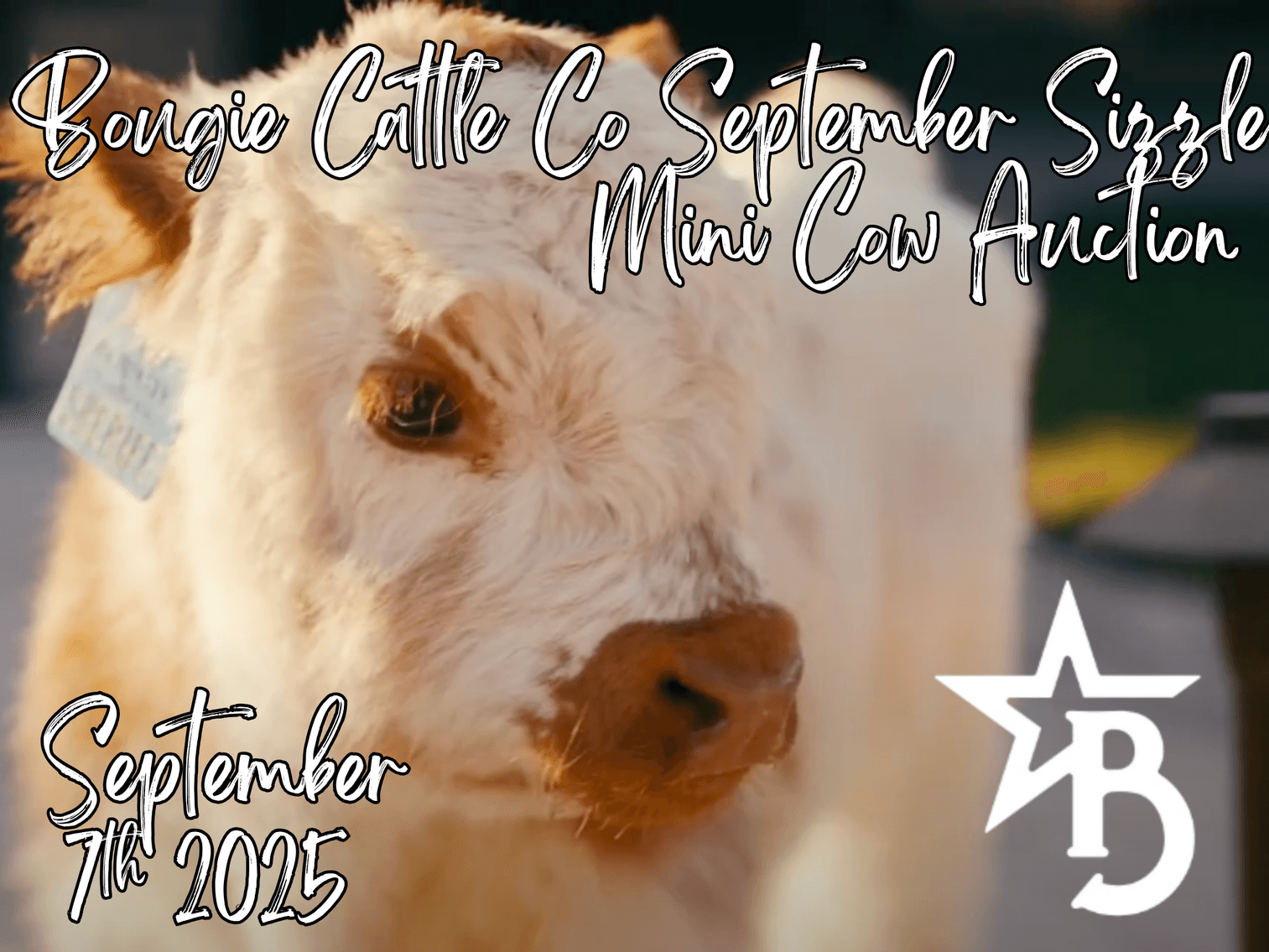 Image for Bougie Cattle Co September Sizzle Mini Cow Auction