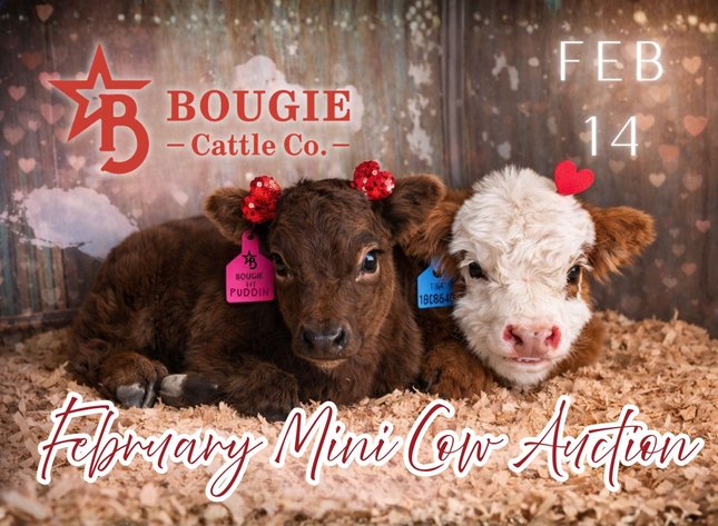 Image for Bougie Cattle Co February Mini Cow Auction