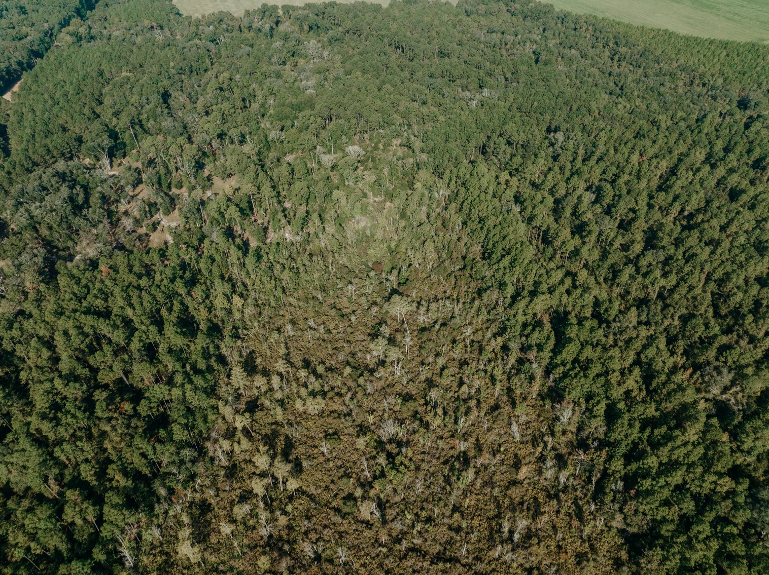 Image for Two Farms Totaling 185 +/- Acres Located in Calhoun County – The Estate of Curtis B. Adams