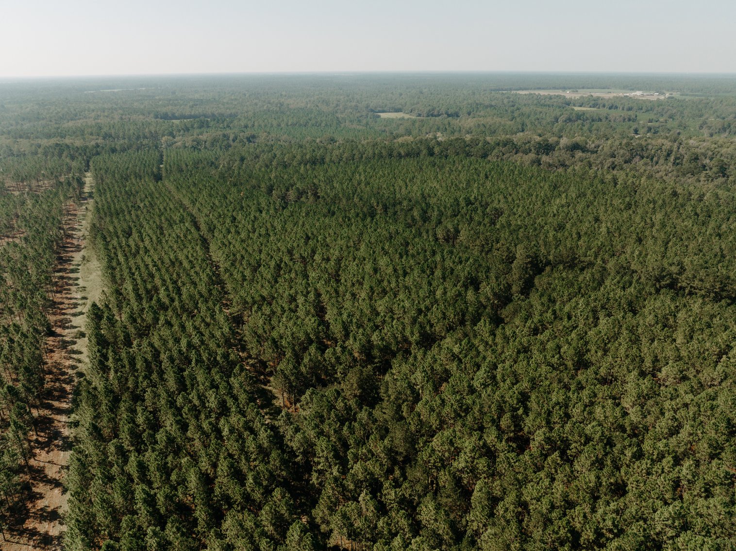 Image for 104+/- Acre Timber Tract in Calhoun County - The Curtis B. Adams Estate