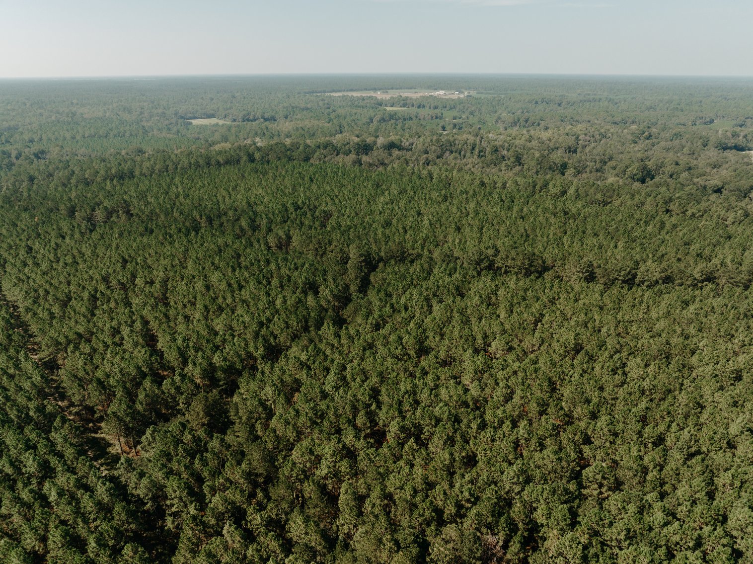 Image for 104+/- Acre Timber Tract in Calhoun County - The Curtis B. Adams Estate