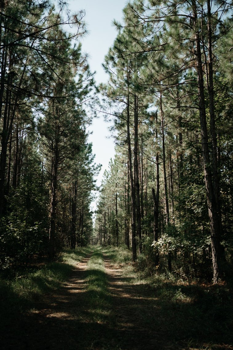 Image for 104+/- Acre Timber Tract in Calhoun County - The Curtis B. Adams Estate