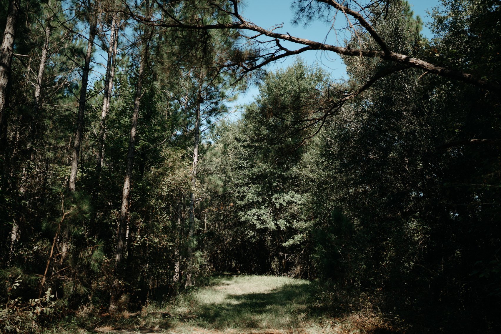 Image for 104+/- Acre Timber Tract in Calhoun County - The Curtis B. Adams Estate