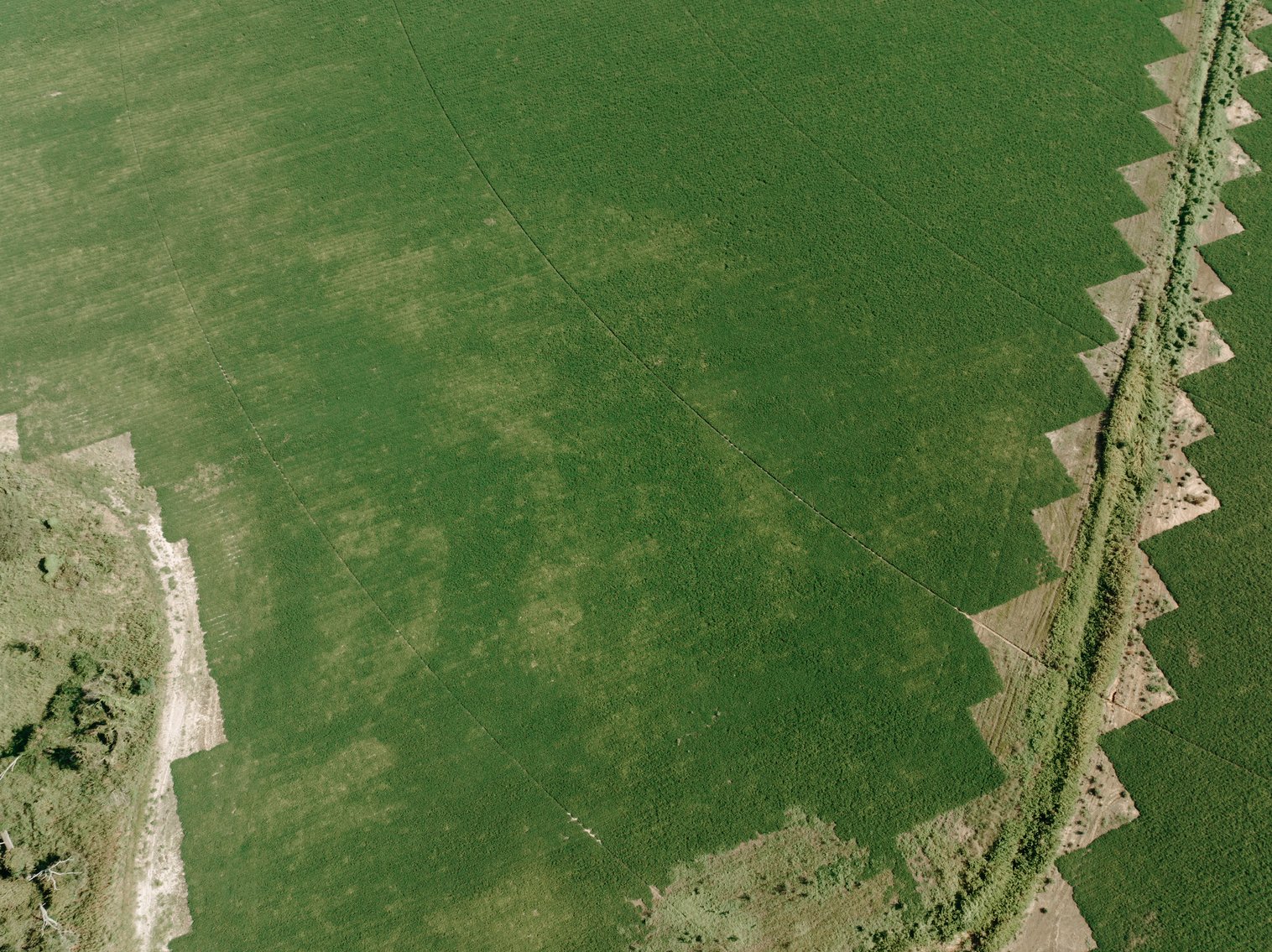 Image for 81.54+/- Acres Located in Calhoun County – The Estate of Curtis B. Adams