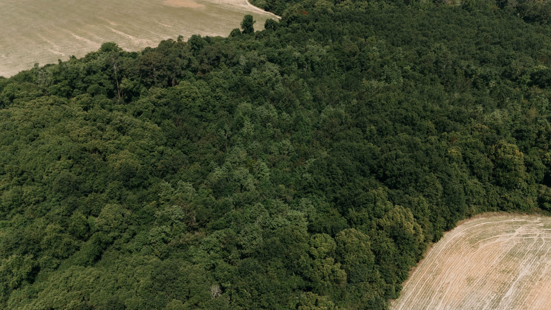 Image for 143 +/- Acre Investment Opportunity in Northern Thomas County, Georgia