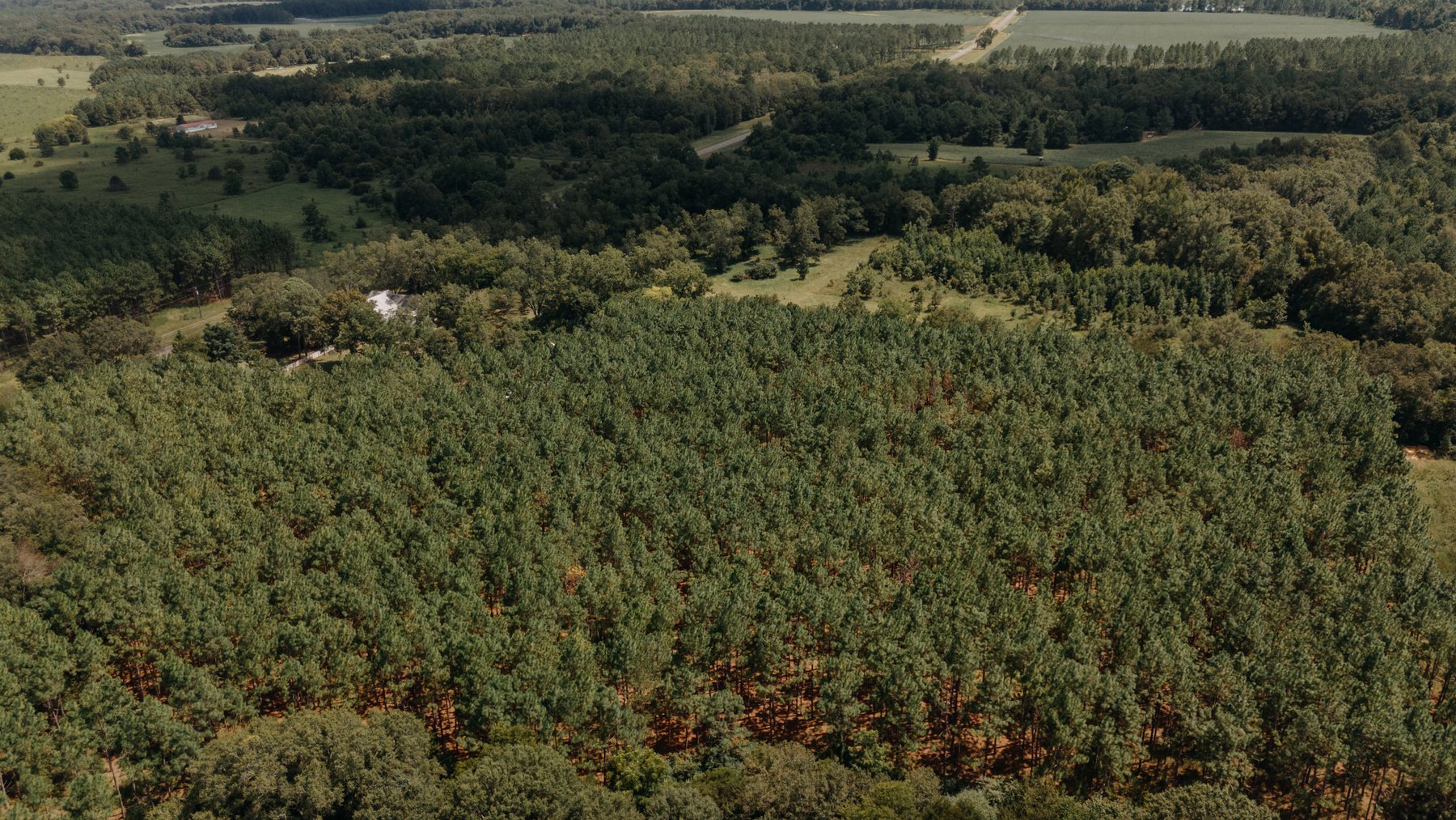 Image for 77.2 +/- Acre Sumter County Retreat: Restored Farmhouse, Hunting Land, and Timber Offered in Four Tracts