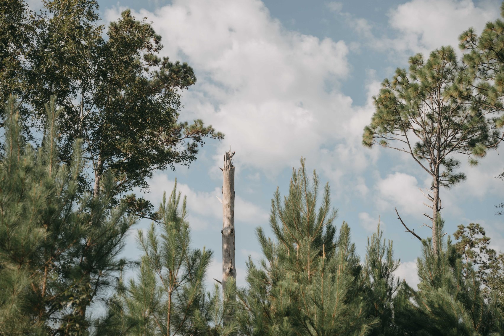 Image for 140.5 +/-  Acre Recreational Tract Jackson County, Florida