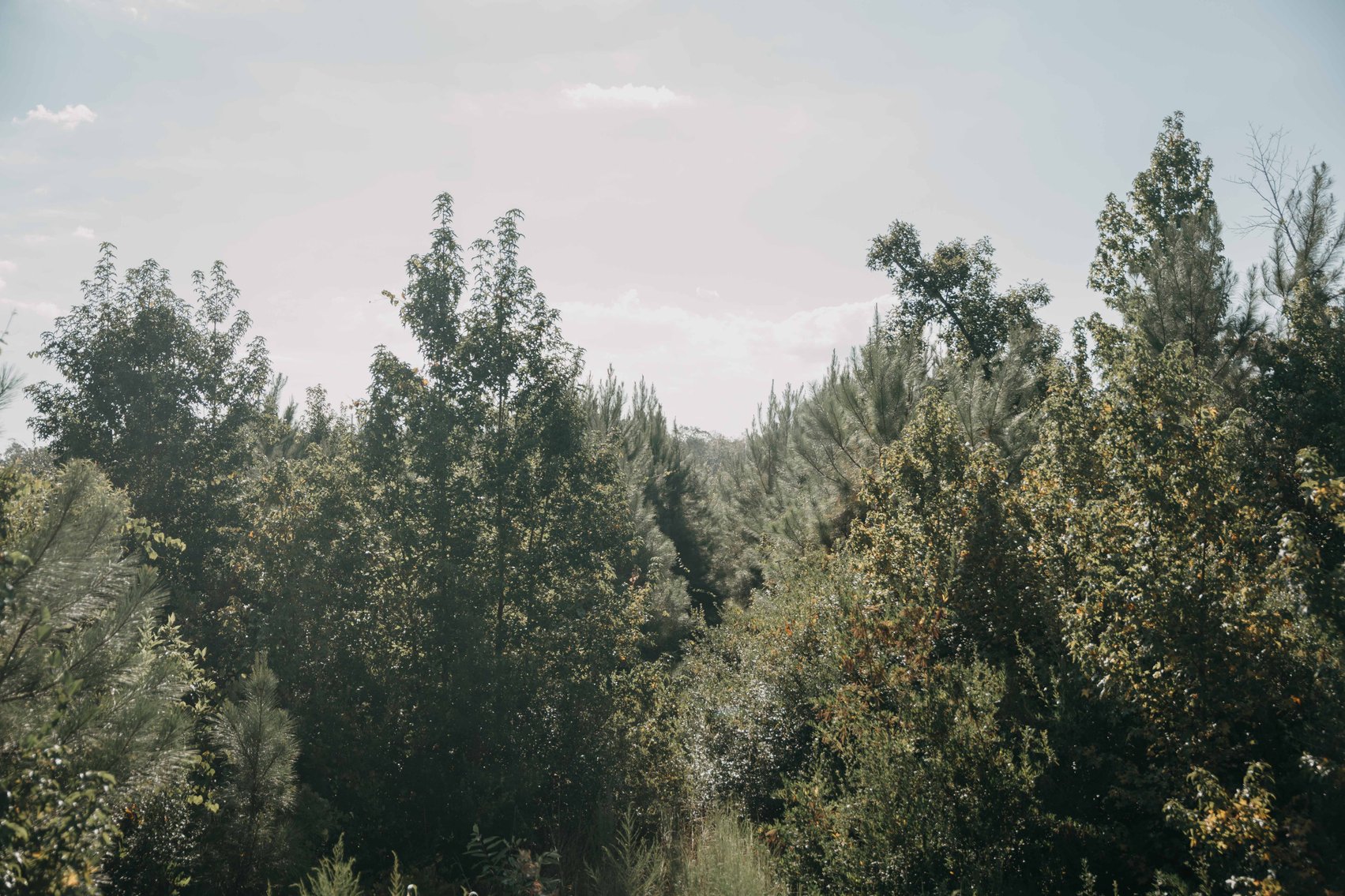 Image for 140.5 +/-  Acre Recreational Tract Jackson County, Florida