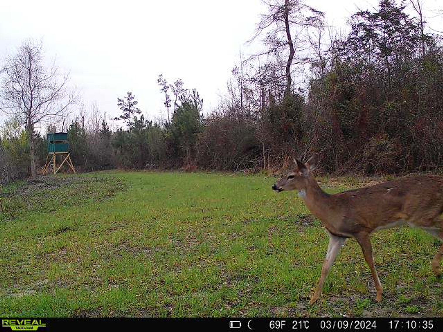 Image for 140.5 +/-  Acre Recreational Tract Jackson County, Florida