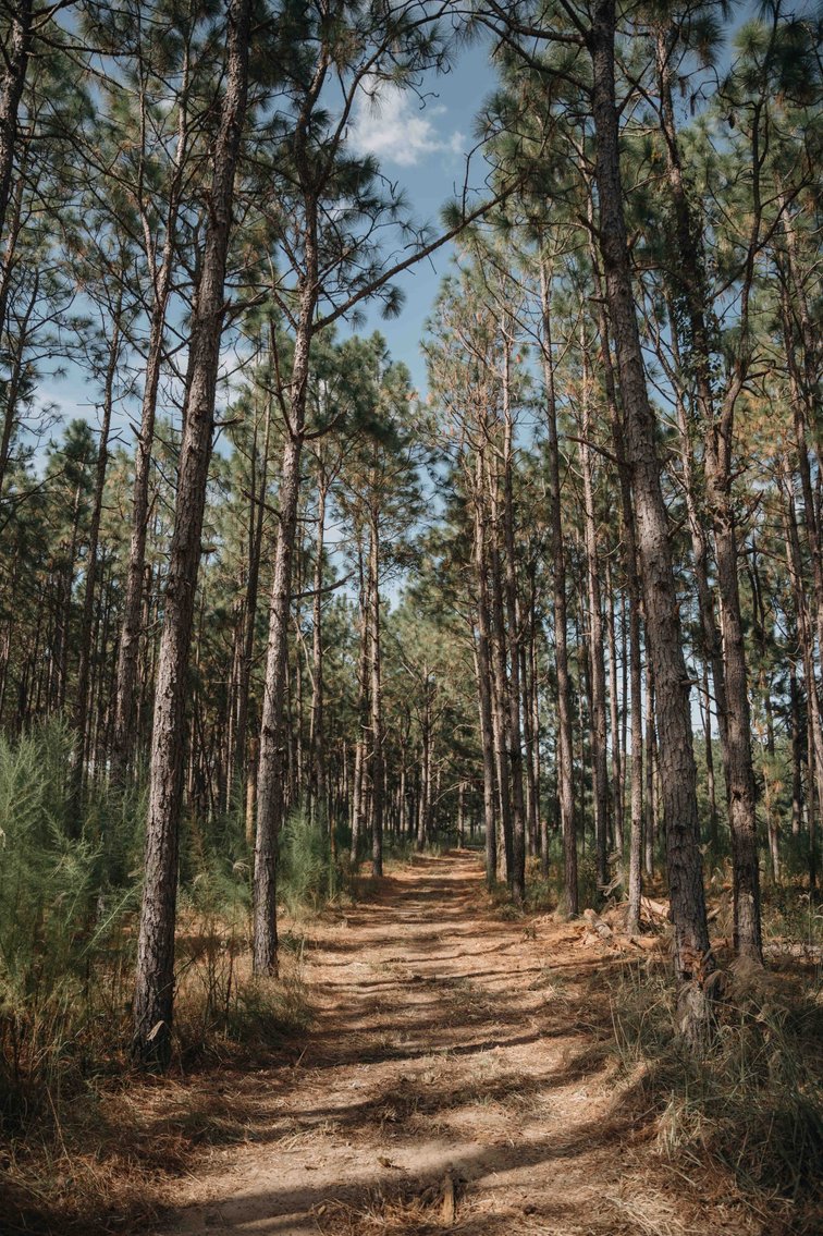 Image for 77.2 +/- Acre Sumter County Retreat: Restored Farmhouse, Hunting Land, and Timber Offered in Four Tracts