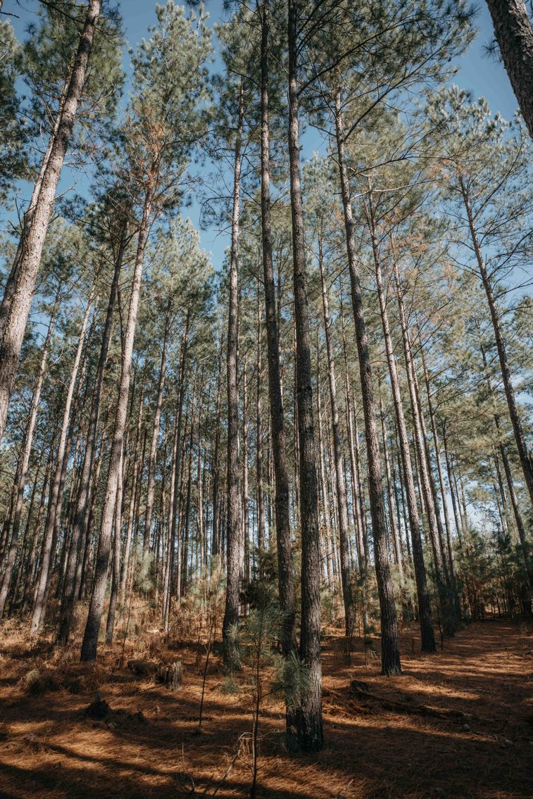 Image for *SOLD* 365.4 +/- Acres of Prime Baker County Farmland – Agricultural, Timber, and Recreational Opportunities *SOLD*