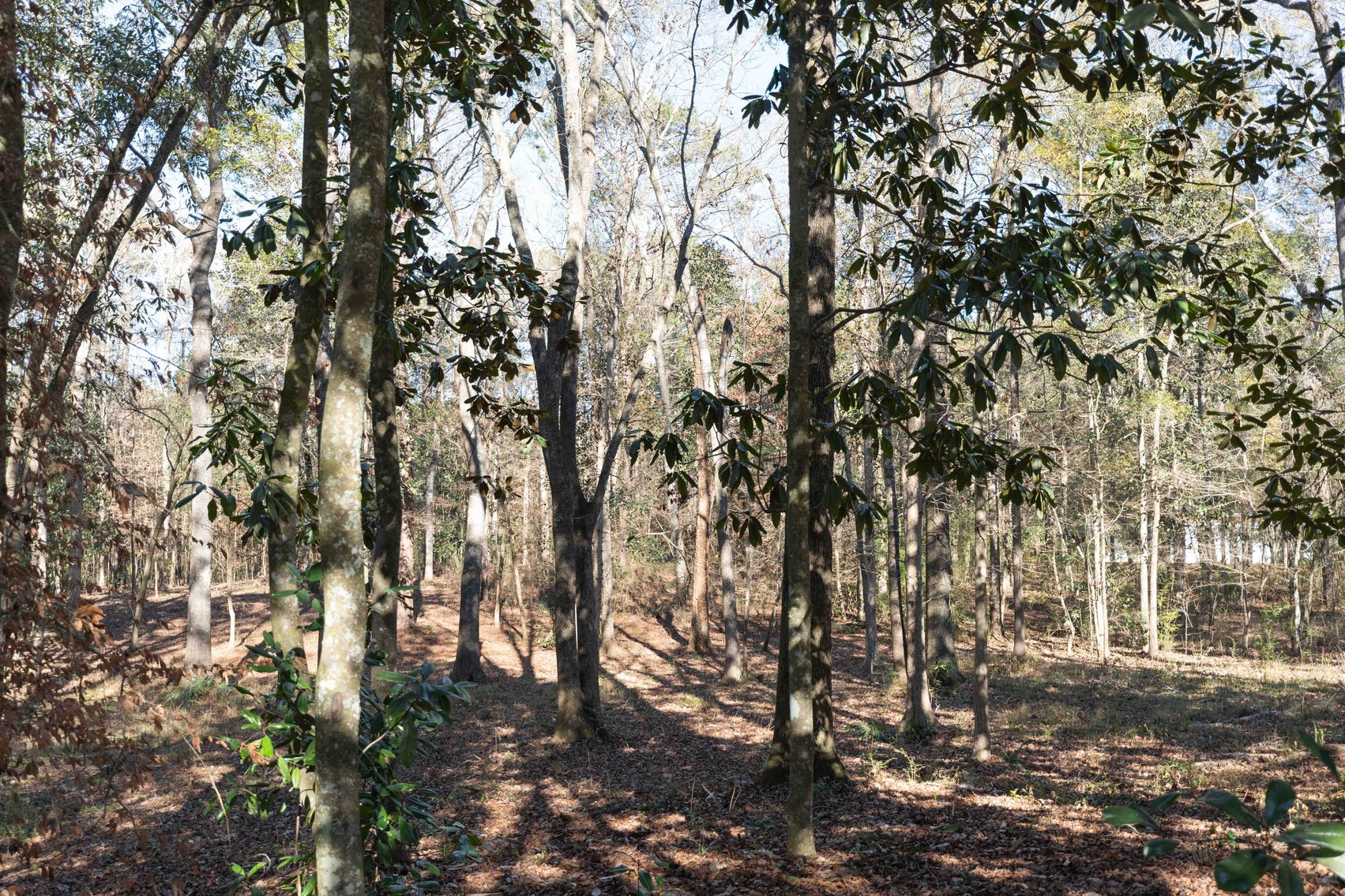 Image for Prime Investment Opportunity. Two Homes on 7.24 Acres Pine Park Road, Cairo, GA