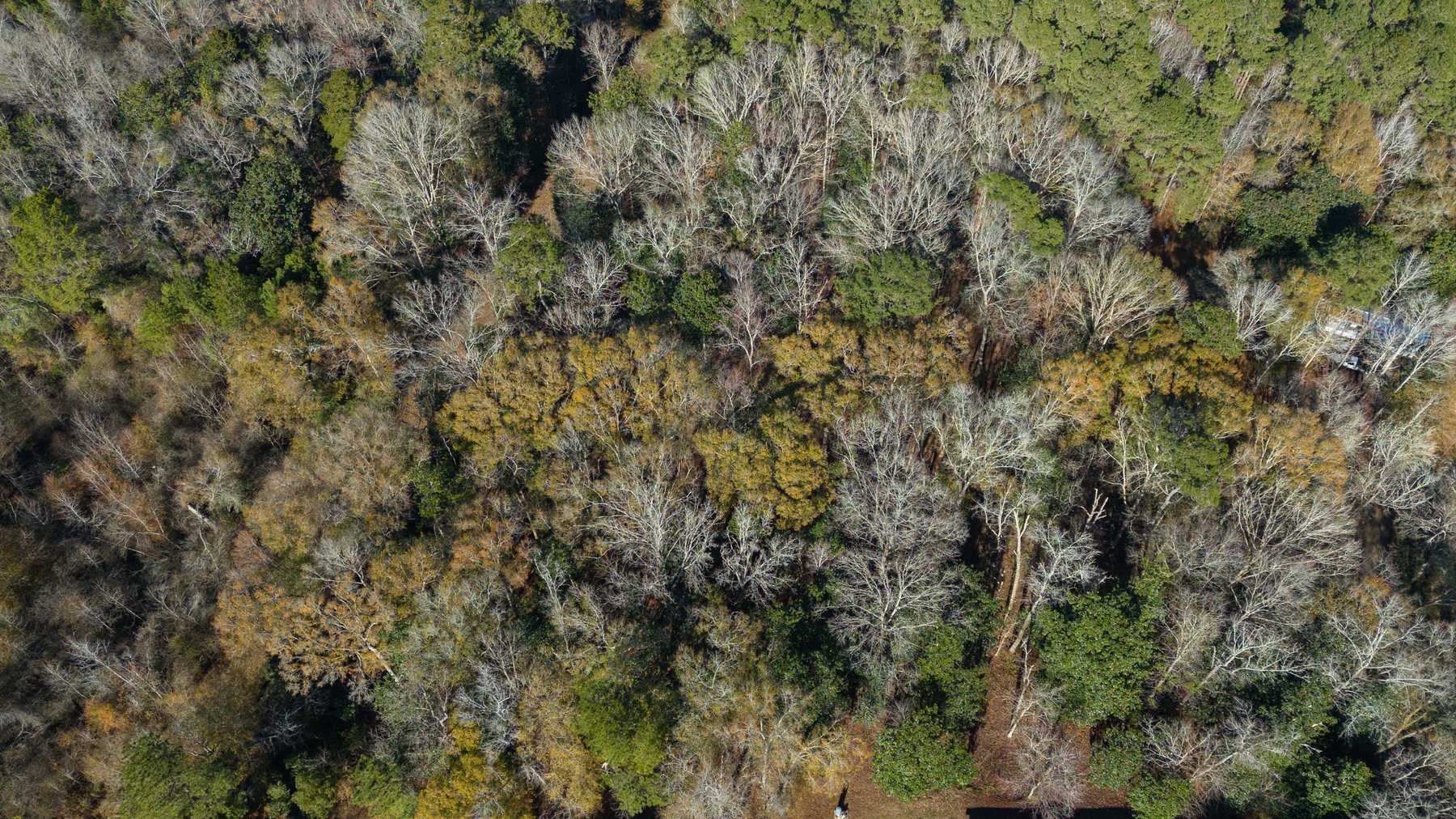 Image for Prime Investment Opportunity. Two Homes on 7.24 Acres Pine Park Road, Cairo, GA