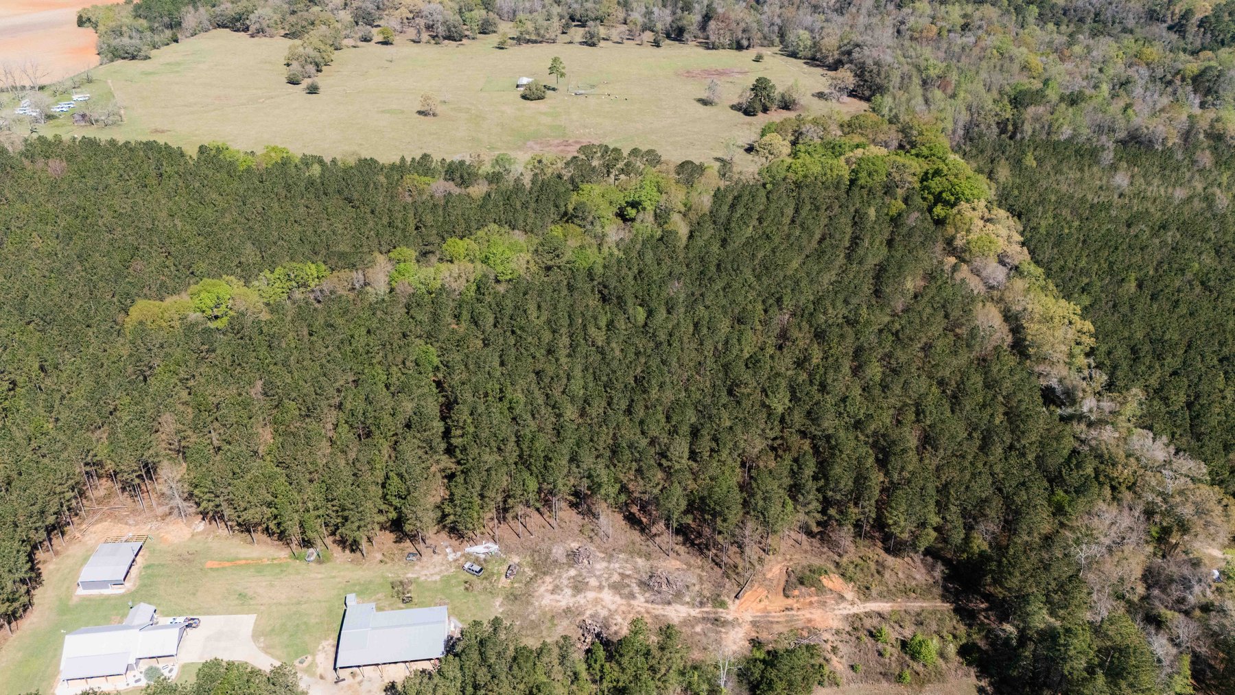 Image for 15.05± Acres of Planted Pine Timberland | Mitchell County, GA