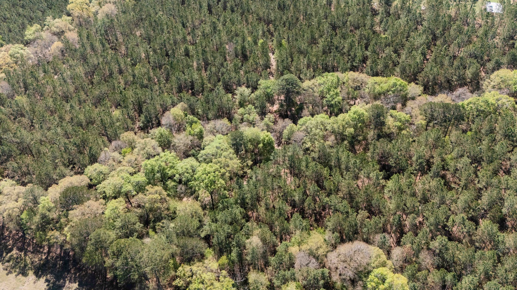 Image for 15.05± Acres of Planted Pine Timberland | Mitchell County, GA