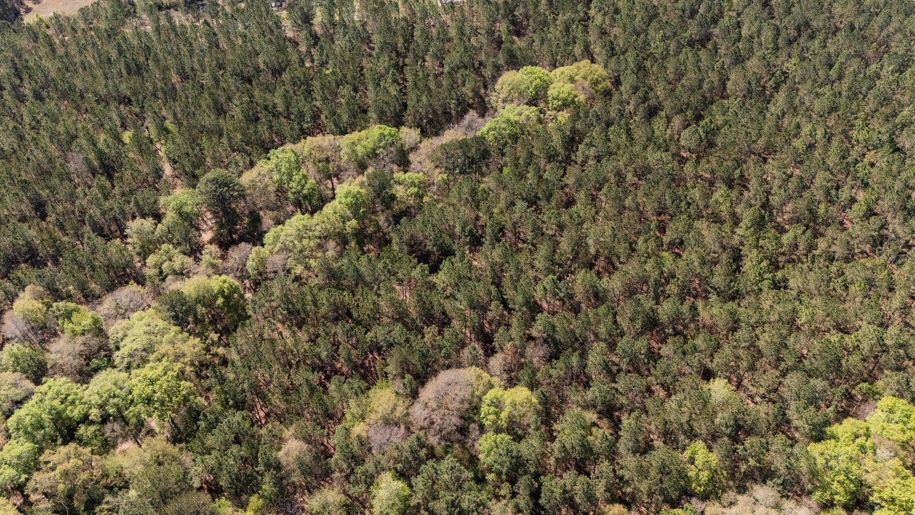 Image for 15.05± Acres of Planted Pine Timberland | Mitchell County, GA