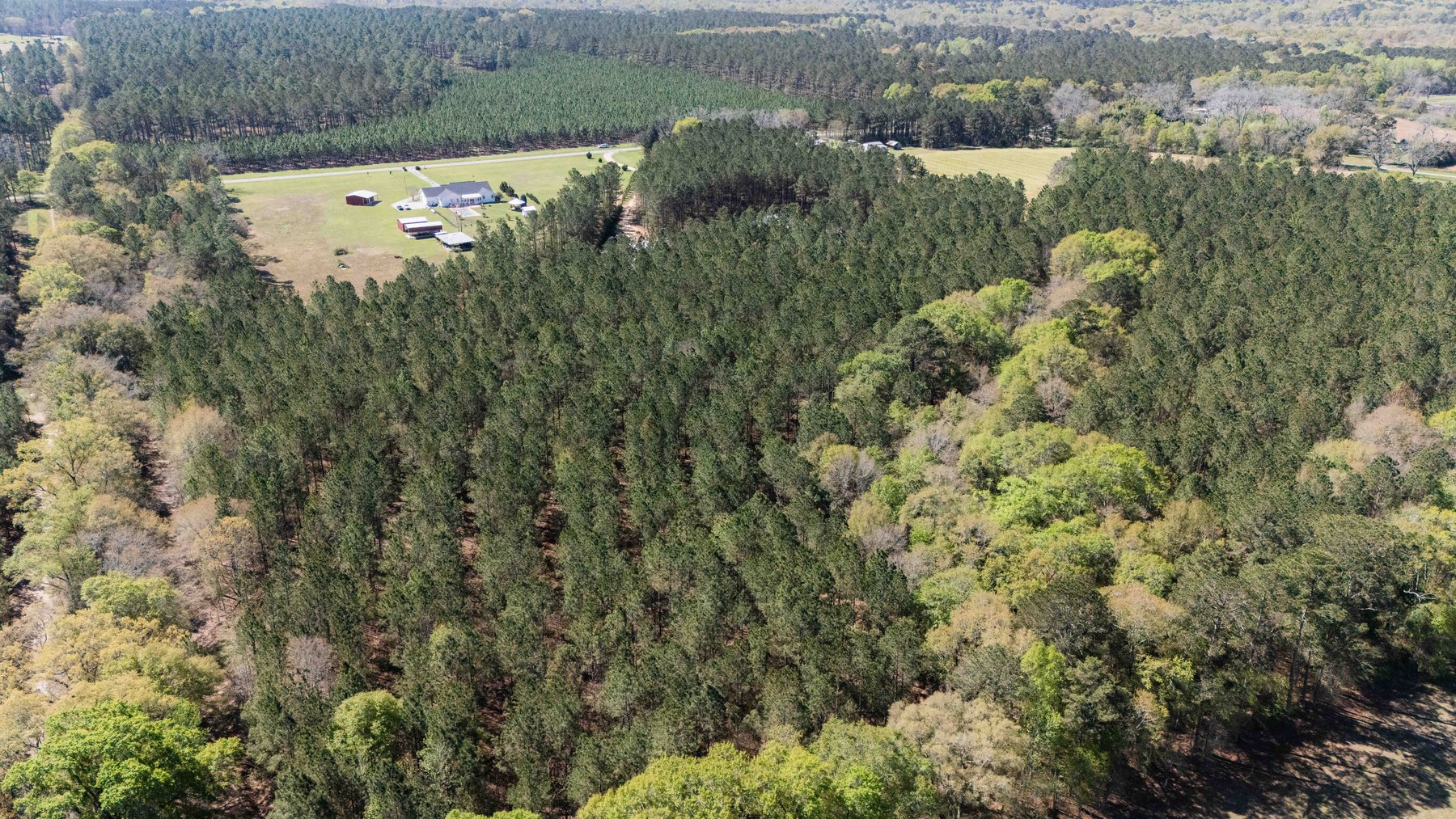 Image for 15.05± Acres of Planted Pine Timberland | Mitchell County, GA