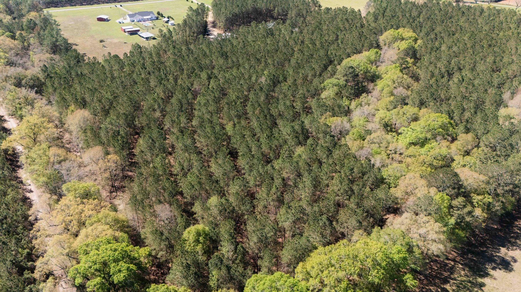 Image for 15.05± Acres of Planted Pine Timberland | Mitchell County, GA