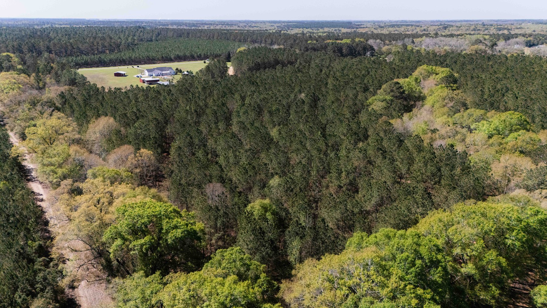 Image for 15.05± Acres of Planted Pine Timberland | Mitchell County, GA