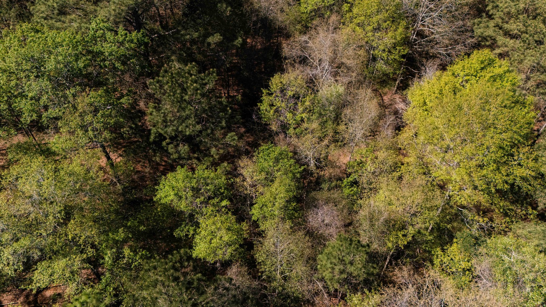 Image for 15.05± Acres of Planted Pine Timberland | Mitchell County, GA