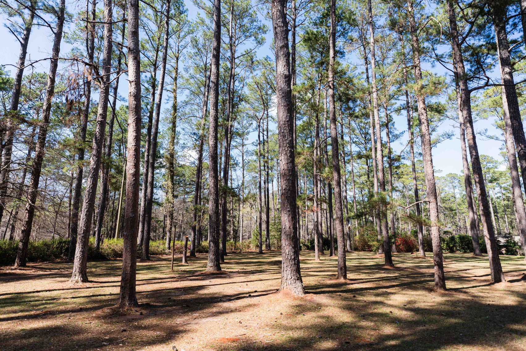 Image for Country Estate Home on 7.98± Acres | Albany, Georgia