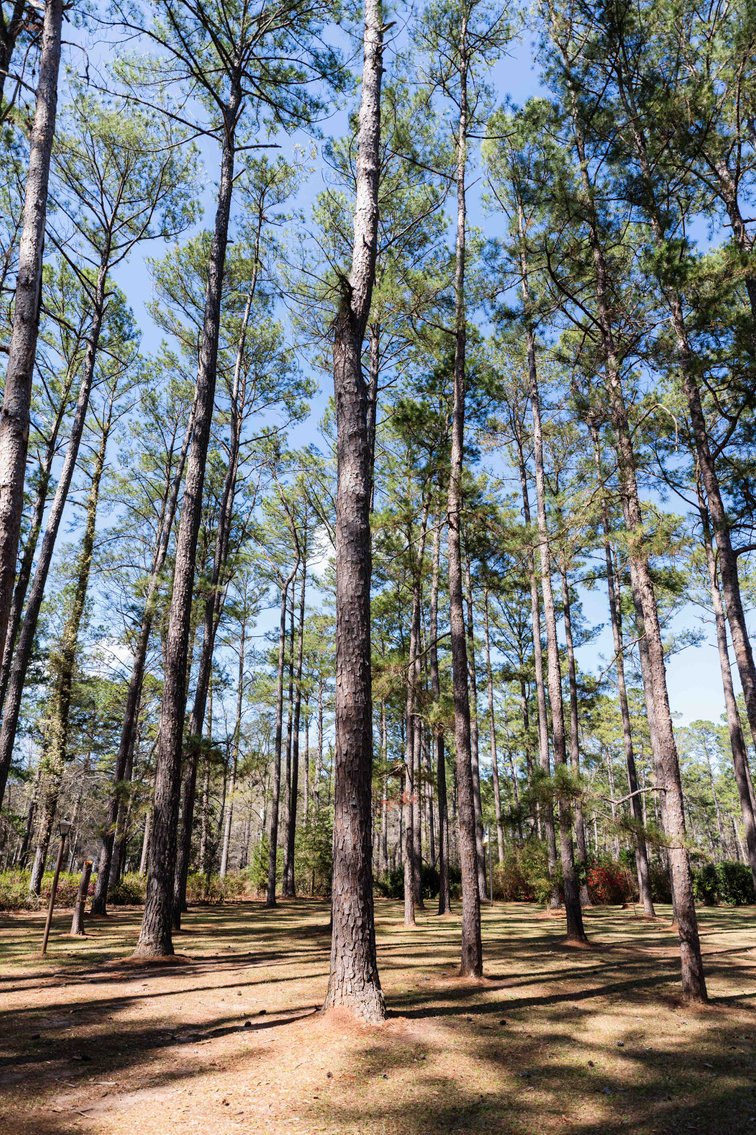 Image for Country Estate Home on 7.98± Acres | Albany, Georgia